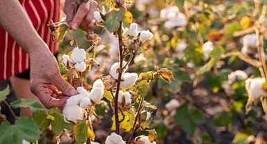 Şanlıurfa Ticaret Borsası açıkladı! İşte fiyatı en yüksek olan ürün!