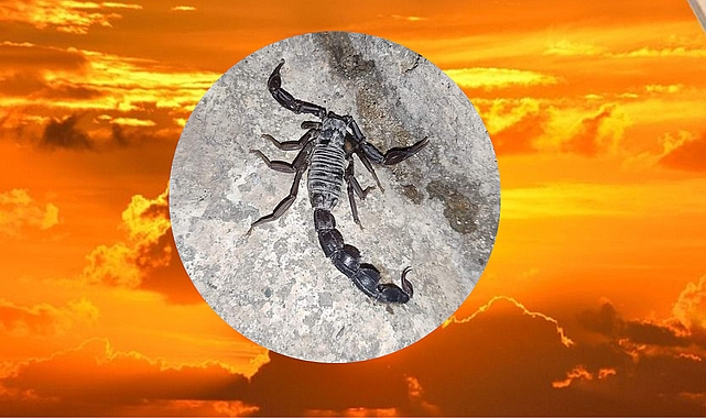Siyah akrepler vatandaşların can güvenliğini tehdit ediyor.