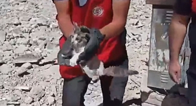 Urfa’da enkazın altında kalan kedi kurtarıldı!