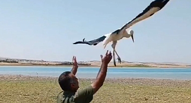 Urfa'da tedavisi tamamlanıp doğaya bırakıldı!