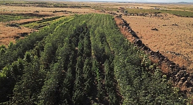 Bamyaların arasına ekmiş! Urfa’da operasyon
