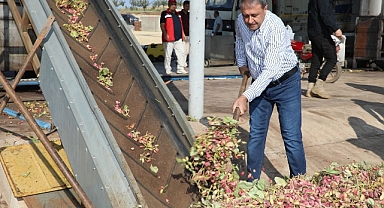 Fıstığın Başkentinde Hasat Heyecanı