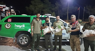 Urfa’da kaçak besliyorlardı! Ekipler el koydu!