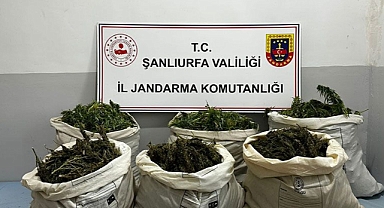 Urfa'da mısır tarlasına gizlenmişti! Çuvallar dolusu ele geçirildi!