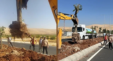 Balıkayağı Bulvarında sökülen ağaçlar için açıklama!
