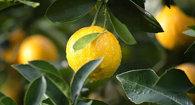 Limon zirvede! Veriler açıklandı