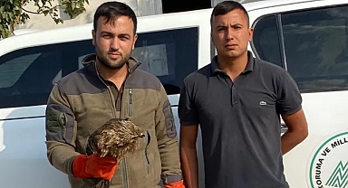 Urfa’da bulundu: Tedavi edilecek