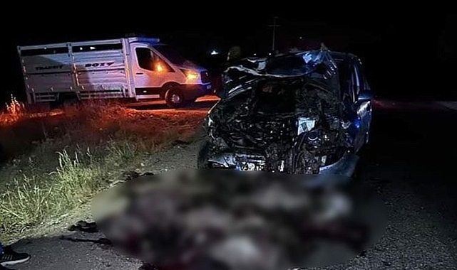 Urfa'da otomobil sürüye daldı! Onlarca koyun telef oldu!