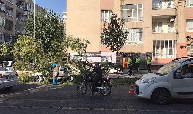 Urfa’da park halindeki otomobilin üzerine ağaç devrildi!