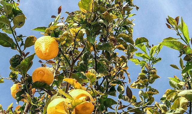 Limonda can sıkan gelişme!