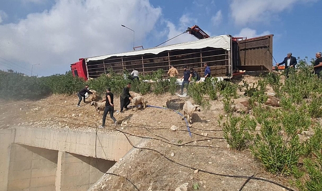 Şanlıurfa’da TIR devrildi! Çok sayıda koyun telef oldu!