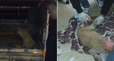 Yaralı köpeğe Viranşehir Belediyesi sahip çıktı