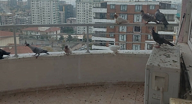 Mahmut Tanal: Güneydoğu'yu Kalkındıracaktı, Taklacı Güvercin Yetiştiriyor!