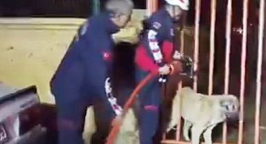 Urfa'da bir köpek demir parmaklıklara sıkıştı!