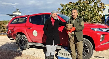 Urfa'da bitkin halde bulunmuştu! Tedavisi tamamlanıp doğaya salındı!