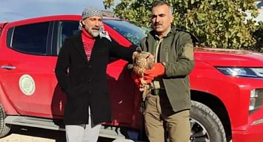 Urfa’da ‘çakır’ bulundu!