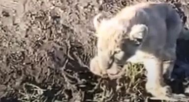 Urfa'da dün bulunan yavru aslanla ilgili yeni gelişme!