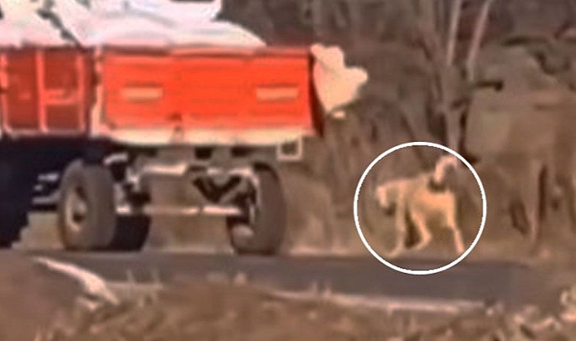 Urfa'da köpeği traktöre bağlayıp koşturdu! Cezasız kalmadı!