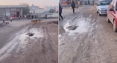 Urfa’da veliler tedirgin! Sokak köpekleri sürüler halinde geziyor!