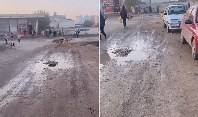 Urfa’da veliler tedirgin! Sokak köpekleri sürüler halinde geziyor!