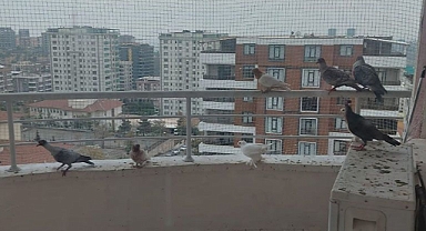 Vekil Tanal: Urfa'daki GAP İdaresi'nde bürokratlar kuşçuluk yapıyor!