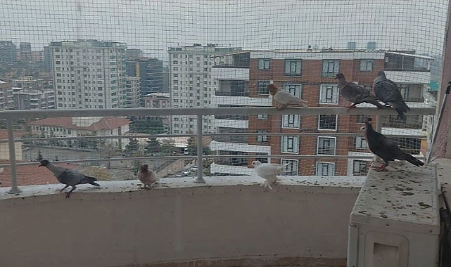 Vekil Tanal: Urfa'daki GAP İdaresi'nde bürokratlar kuşçuluk yapıyor!