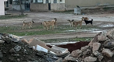 Urfa'da küçük kıza köpekler saldırdı!
