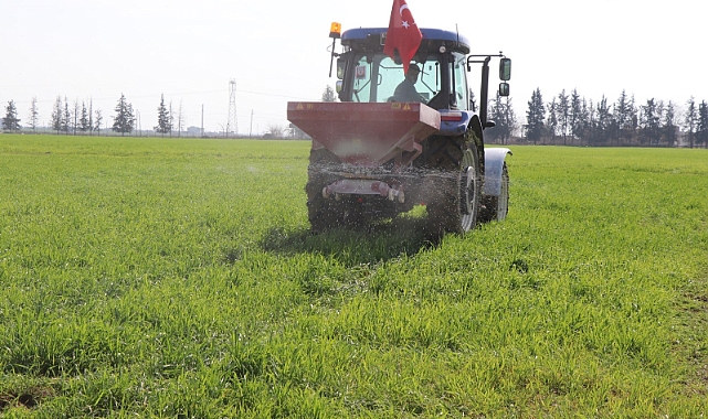 Büyükşehir'in Ektiği Buğdaya Gübre Atıldı