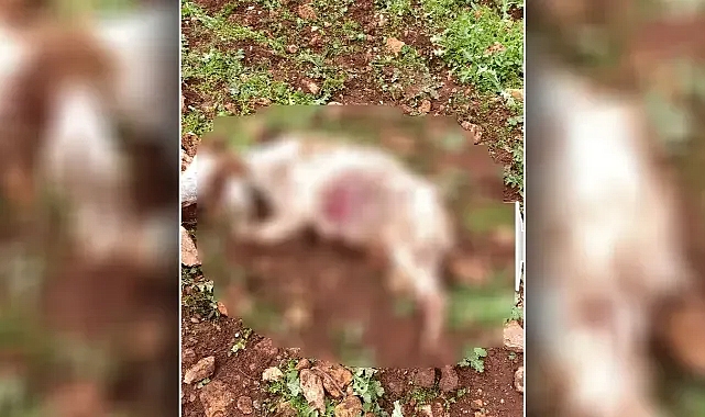 Urfa'da kan donduran görüntü!