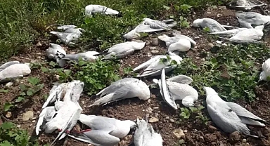 Şanlıurfa'da korkutan ölümler!