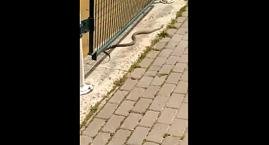 Şanlıurfa'da yılan görüldü!