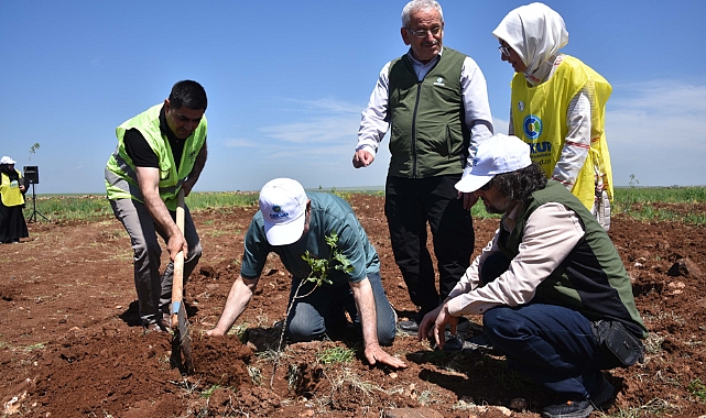 Siverek’te çiftçilere fıstık fidanı dağıtımı yapıldı