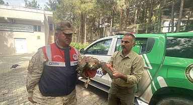 Urfa'da kızıl şahin besleyen şahsa ceza yağdı!