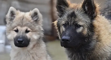 Başıboş sokak köpekleriyle ilgili taslak netleşiyor!