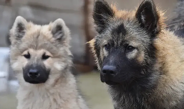 Başıboş sokak köpekleriyle ilgili taslak netleşiyor!