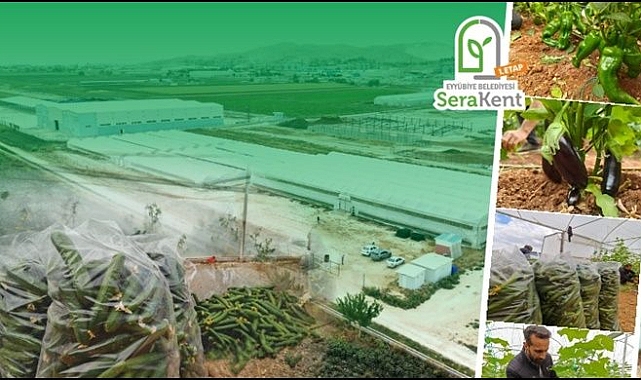 Eyyübiye Sera Kent’te Yeni Sezon Hasat Başladı