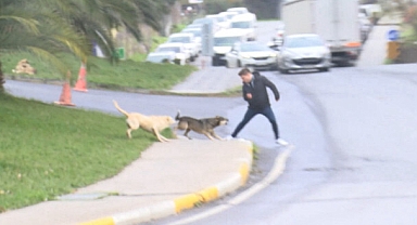 Gündemden düşmeyen sokak köpekleri konusuna Bakan da dahil oldu!