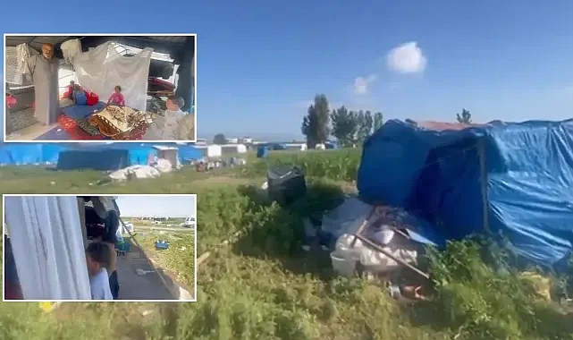 Irgatlık devam ediyor! Tanal, Urfalı tarım işçilerinin acı hallerini paylaştı!