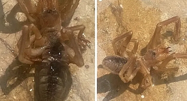 Ölümcül zehre sahip! Şanlıurfa’da görüldü!