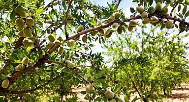 Şanlıurfa’da bademin merkezi Karaköprü oldu