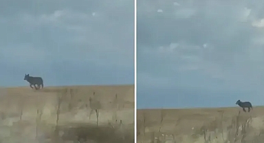 Şanlıurfa’da kurt kırsal mahalleye indi!