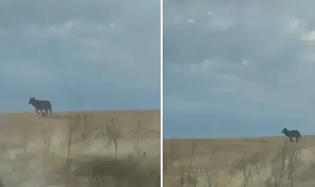 Şanlıurfa’da kurt kırsal mahalleye indi!