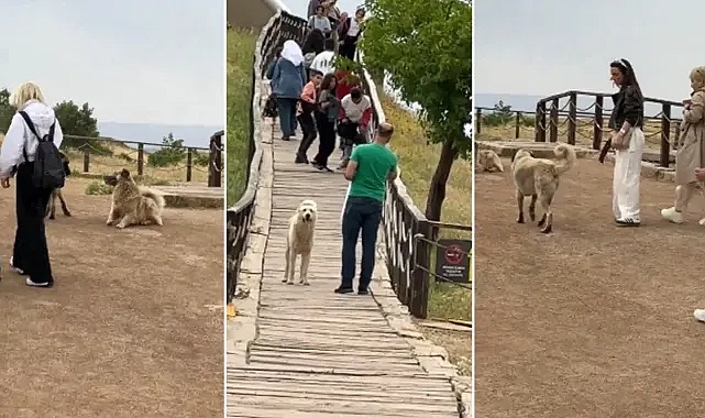 Tepki çekti! Göbeklitepe’deki köpekler ziyaretçileri korkuttu!