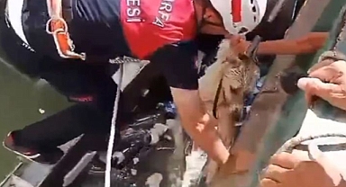Urfa'da bir köpek kanala düştü!
