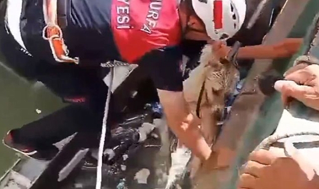Urfa'da bir köpek kanala düştü!
