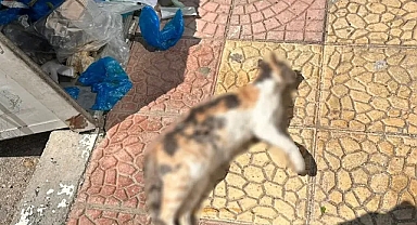 Urfa’da canilik! 5 yavrusu olan kediyi zehirlediler!