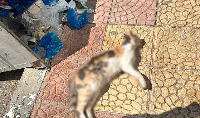 Urfa’da canilik! 5 yavrusu olan kediyi zehirlediler!