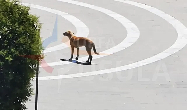 Urfa'da çokça tartışıldı! Sokak hayvanlarına ne olacak? Kritik toplantı