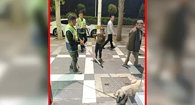 Urfa'da sokak köpekleri ile ilgili flaş gelişme!