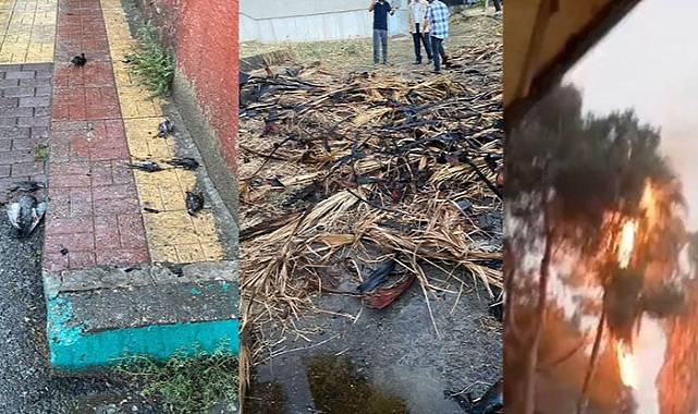 Urfa'da yıldırımın düşmesi sonucu küle döndüler!